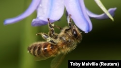 A bee covered with pollen hooks itself onto a petal of a bluebell in a garden, as the spread of the coronavirus disease (COVID-19) continues, in West London, Britain, April 23, 2020. (REUTERS/Toby Melville)