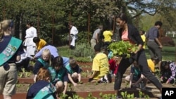 First lady Michelle Obama carries mustard plants for planting as she is joined by school children from across the country for the fourth annual White House Kitchen Garden spring planting, Monday, March 26,2012, at the White House.