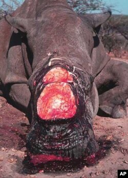 A rhino butchered in South Africa by poachers for its horn