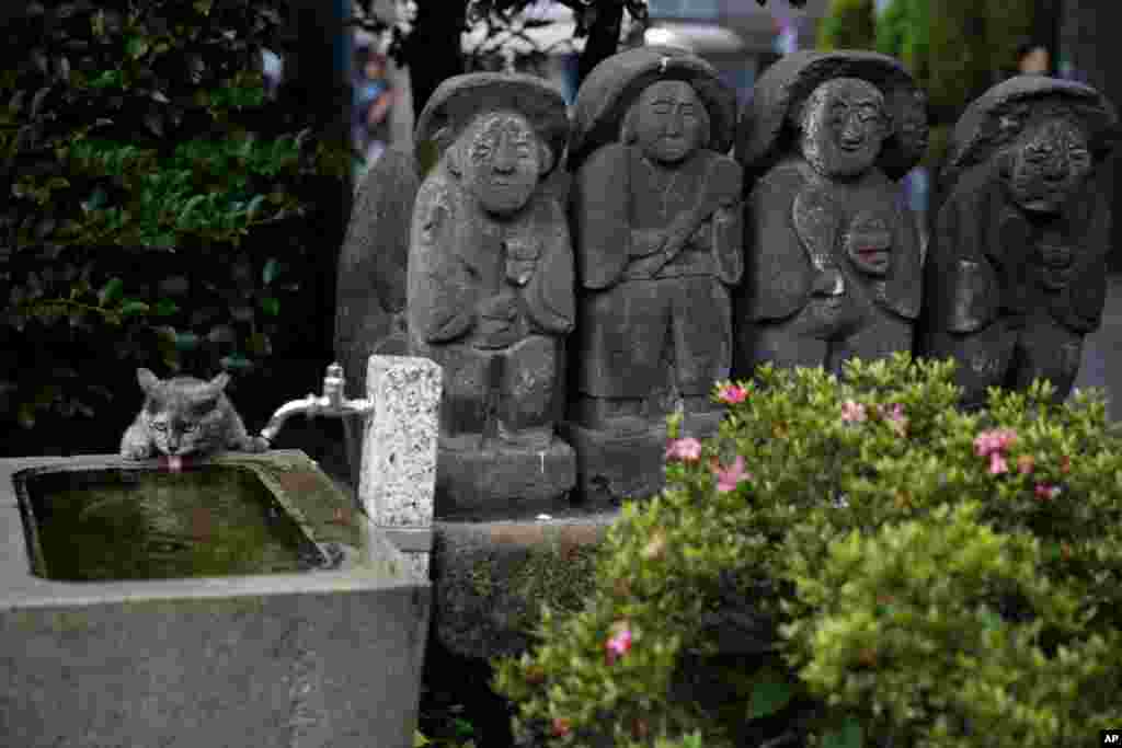 آب خوردن گربه از شیر آبی در ژاپن که در پشت سرش &laquo;مجسمه های جیزو&raquo; است، نمادی از کودکانی که پدر و مادرشان را از دست داده اند.