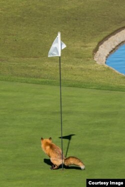 The Comedy Wildlife Photography Competition, Douglas Croft, San Jose, United States. Must Have Three-putted... Golf is a Frustrating Game. (Comedy Wildlife Photo Awards)