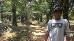 Ông Isnin Kasno chủ trang trại trồng cây cọ dầu gần Johor, Malaysia, ngày 22/3/2018. 