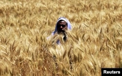 A farmer harvests wheat on a field in the El-Menoufia governorate, about 9.94 km (58 miles) north of Cairo, Egypt, April 23, 2013.