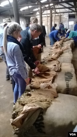 Some of the buyers at the Burma Valley auction floors. (Photo: Loidharm Moyo)