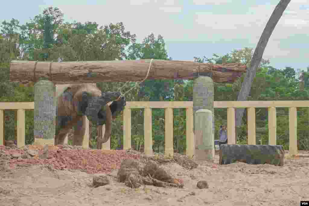 ដំរី​ឈ្មោះ​កាវ៉ាន​ (Kaavan) ដែល​ត្រូវ​បាន​គេស្គាល់ថា​ជាដំរី​ឯកោ​ បាន​ចាប់ផ្តើម​សម្រប​ខ្លួន​ទៅនឹង​ស្ថានភាព​រស់នៅ​ នៅ​ដែន​ជម្រក​សត្វព្រៃ​នៅ​កម្ពុជា​ ខេត្ត​ឧត្តរមានជ័យ​ នៅ​ថ្ងៃទី​០១ ខែធ្នូ​ ឆ្នាំ​២០២០។ (ខាន់ សុគុំមនោ/VOA)