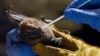 New Bat Studies Aim to Prevent Future Pandemics