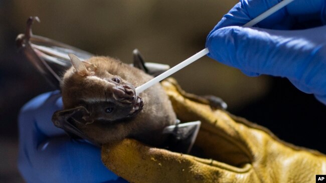 A researcher for Brazil's state-run Fiocruz Institute takes an oral swab sample from a bat captured in the Atlantic Forest, at Pedra Branca state park, near Rio de Janeiro, Tuesday, Nov. 17, 2020. (AP Photo/Silvia Izquierdo)