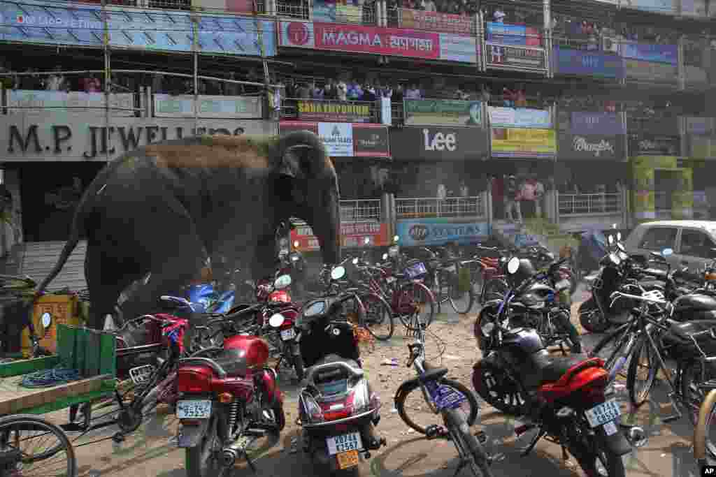 A wild elephant that strayed into the town stands after authorities shot it with a tranquilizer gun at Siliguri in West Bengal state, India. The elephant wandered from the Baikunthapur forest, crossing roads and a small river before entering the town. The panicked elephant ran amok, trampling parked cars and motorbikes before it was tranquilized.