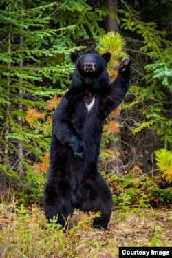 The Comedy Wildlife Photography Awards 2017, Chris Martin, Redwood Meadows, Canada. Disco Dancer. A black bear shows off his disco move in the forest. (Comedy Wildlife Photo Awards)