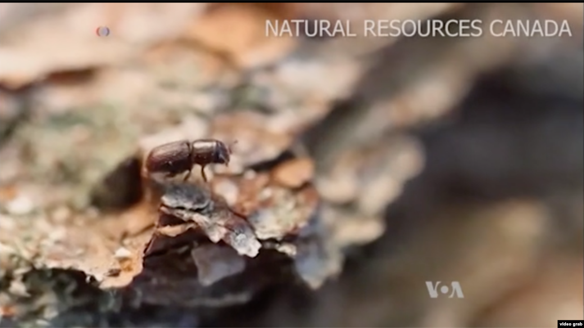 Hama Invasif Picu Kerusakan Hutan Amerika