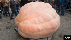 Belgian Mathias Willemijns' champion pumpkin after the weigh-off at the Giant Pumpkin European Championship in Ludwigsburg, southwestern Germany, on Oct. 9, 2016.