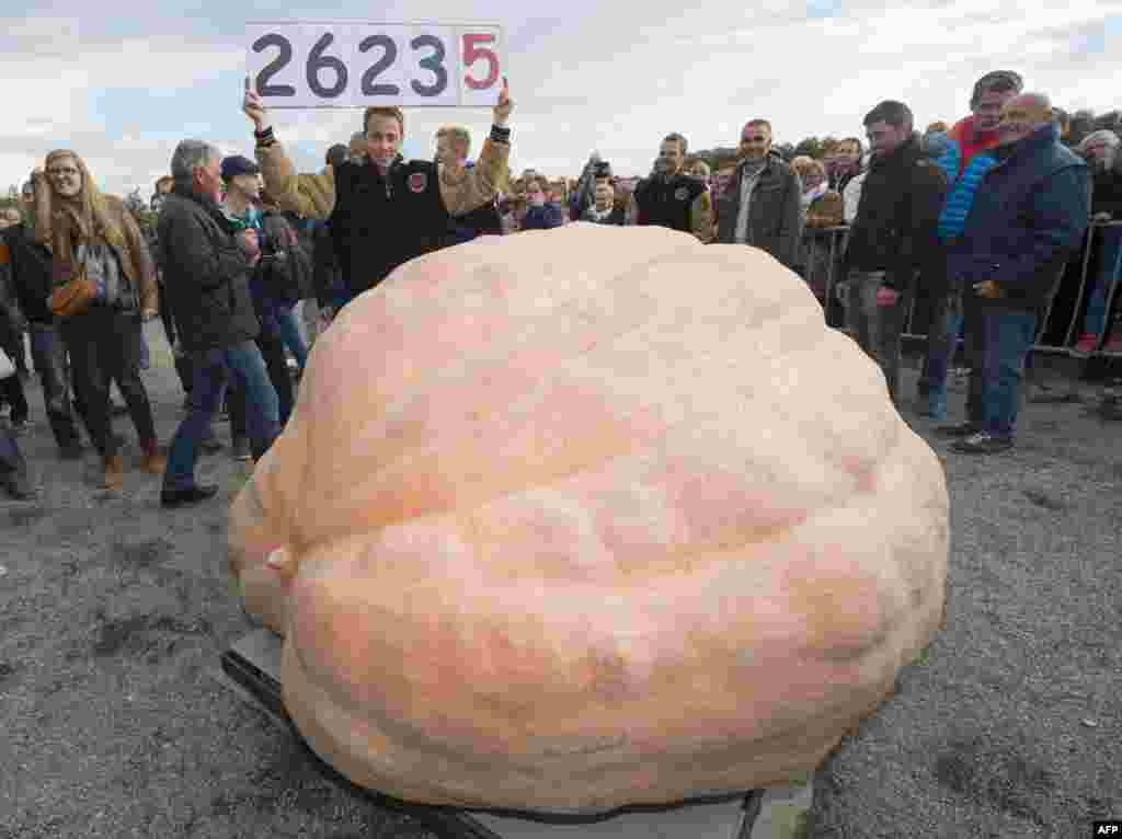 Petani Belgia Mathias Willemijns berpose bersama labu raksasa yang menjadi juara dalam kejuaraan labu terberat di Ludwigsburg, Jerman barat daya dengan rekor dunia baru seberat 1.190,5 kilogram.