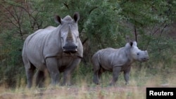 A White Rhino and her calf walk in the dusk light in Pilanesberg National Park in South Africa's North West Province, April 19, 2012. 