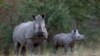 S. Africa Rhino Farm Goes on the Block