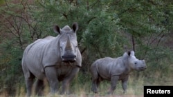 A white rhino and calf walk near dark in Africa.