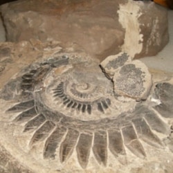A large fossil in a research room at the Museum of Natural History
