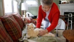 Quiz - Scientists Aim to Give AI to Robot Cat That Helps the Elderly