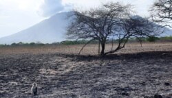 Taman Nasional Baluran, Banyuwangi, Jawa Timur. (Foto: VOA/Nurhadi)