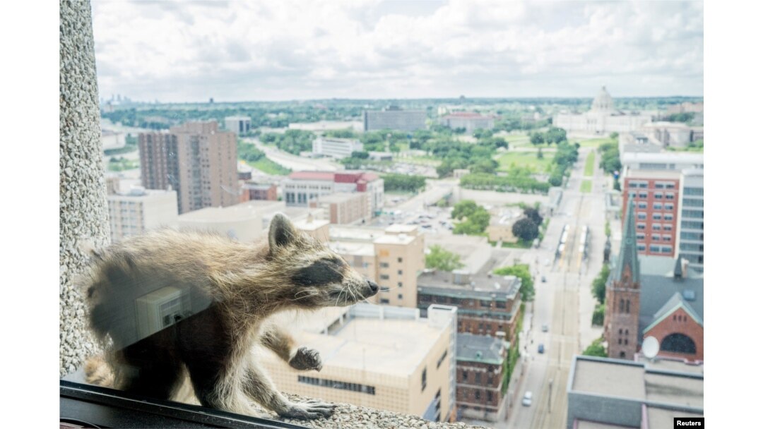 A raccoon scratches herself on the window sill of the Paige Donnelly Law Firm on the 23rd floor of the UBS Plaza building in St. Paul, Minnesota, June 12, 2018, in this image obtained from social media.