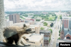 A raccoon scratches herself on the window sill of the Paige Donnelly Law Firm on the 23rd floor of the UBS Plaza building in St. Paul, Minnesota, June 12, 2018, in this image obtained from social media.