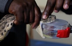 Snake handlers harvest venom from an African puff adder at the Kenya Snakebite Research and intervention centre in Nairobi, Kenya October 22, 2019. (REUTERS/Njeri Mwangi)