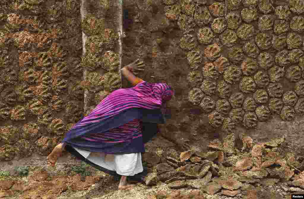 A woman paste cow dung cakes on a wall for drying in the northern Indian city of Allahabad.