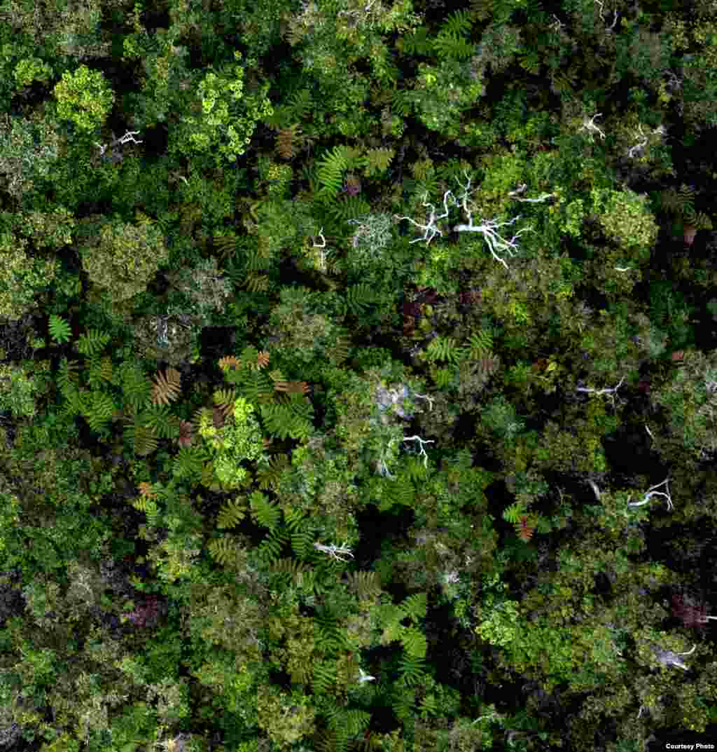 The view of the Amazon forest looking down from the tree top. (Greg Asner)