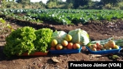Fundo Soberano poderá impulsionar a agriculra, dizem economistas. Campo agrícola, Tete, Moçambique. 