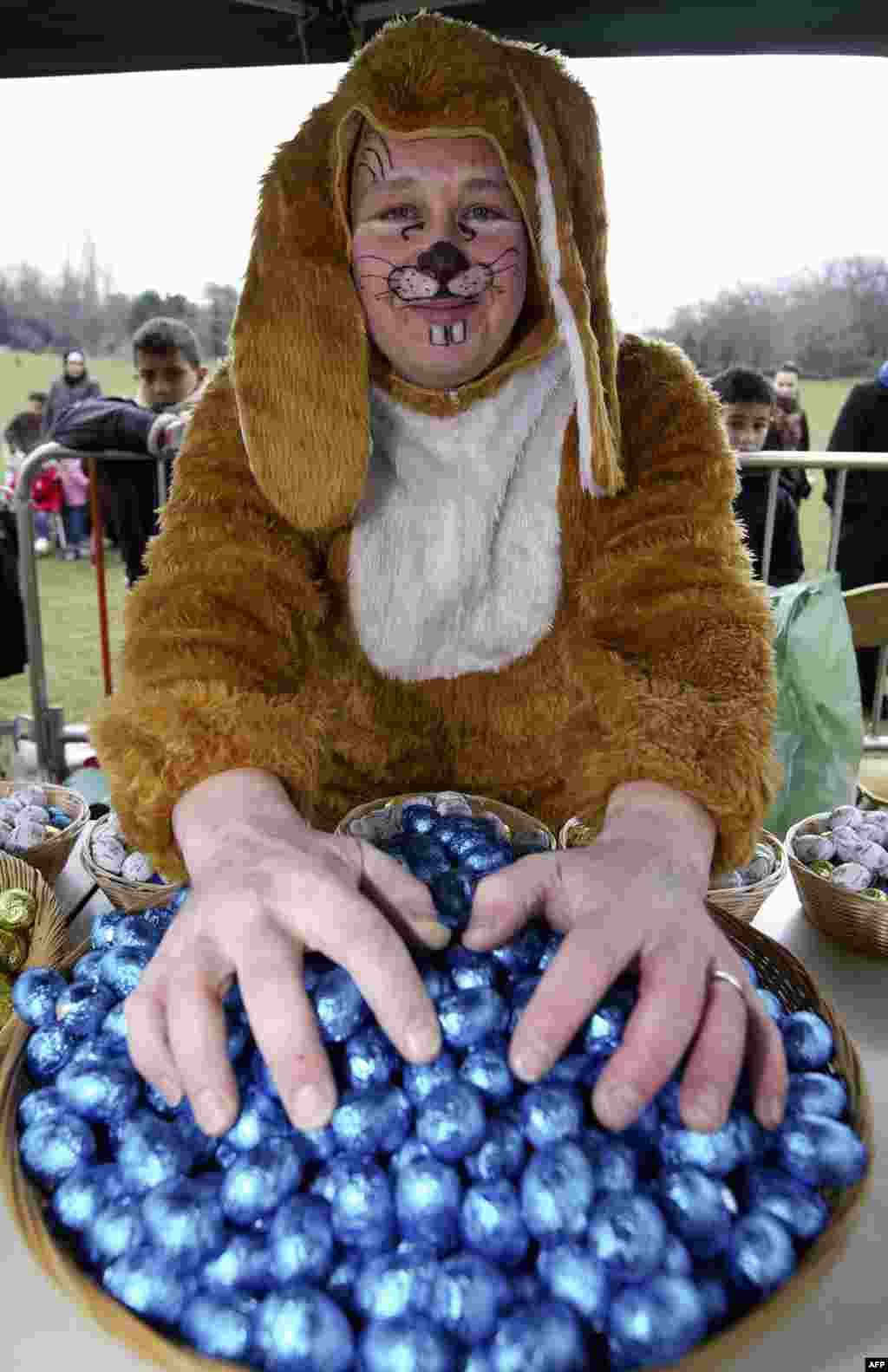 Seorang pria berpakaian kelinci dengan telu-telur cokelat dalam perburuan telur Paskah di Belgia (31/3).