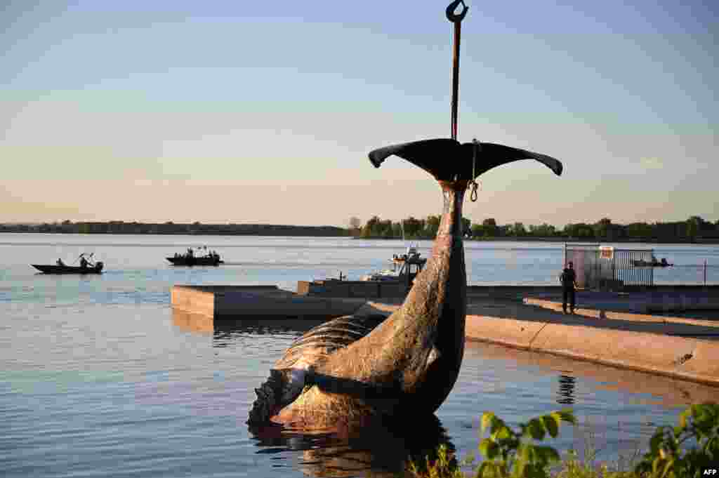 The body of a young humpback whale is lifted out of the water, June 9, 2020, in Sainte-Anne-de-Sorel (90 km east of Montreal), Quebec, Canada.