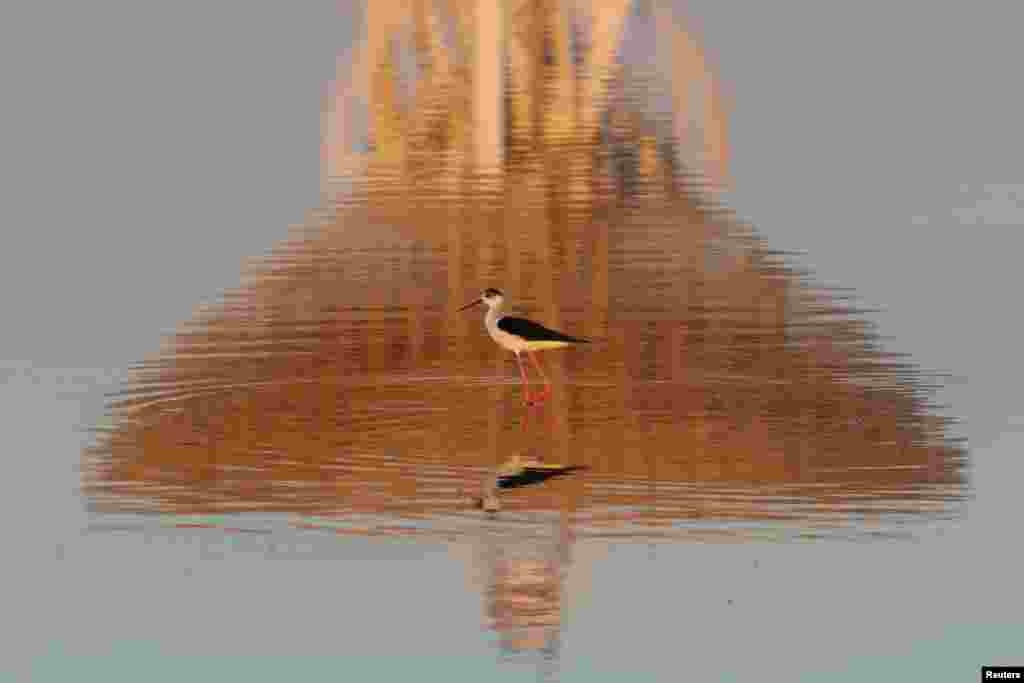 A black-winged stilt walks as the RT-70 radio telescope is reflected in the Galgasskoye lake near the village of Molochnoye, Crimea.