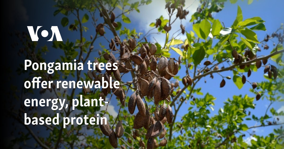 Pongamia trees offer renewable energy, plant-based protein