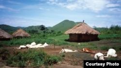 FILE - Dead cattle and surrounding compounds in Nyos village, Sept. 3, 1986. (Credit: USGS)