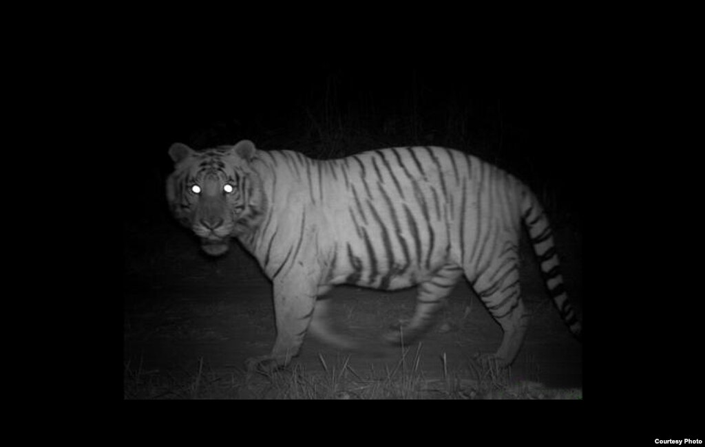 A tiger’s eyes glow during the night on the same foot paths and roads that humans use during the day to collect wood and grasses. Credit: Center for Systems Integration and Sustainability, Michigan State University.