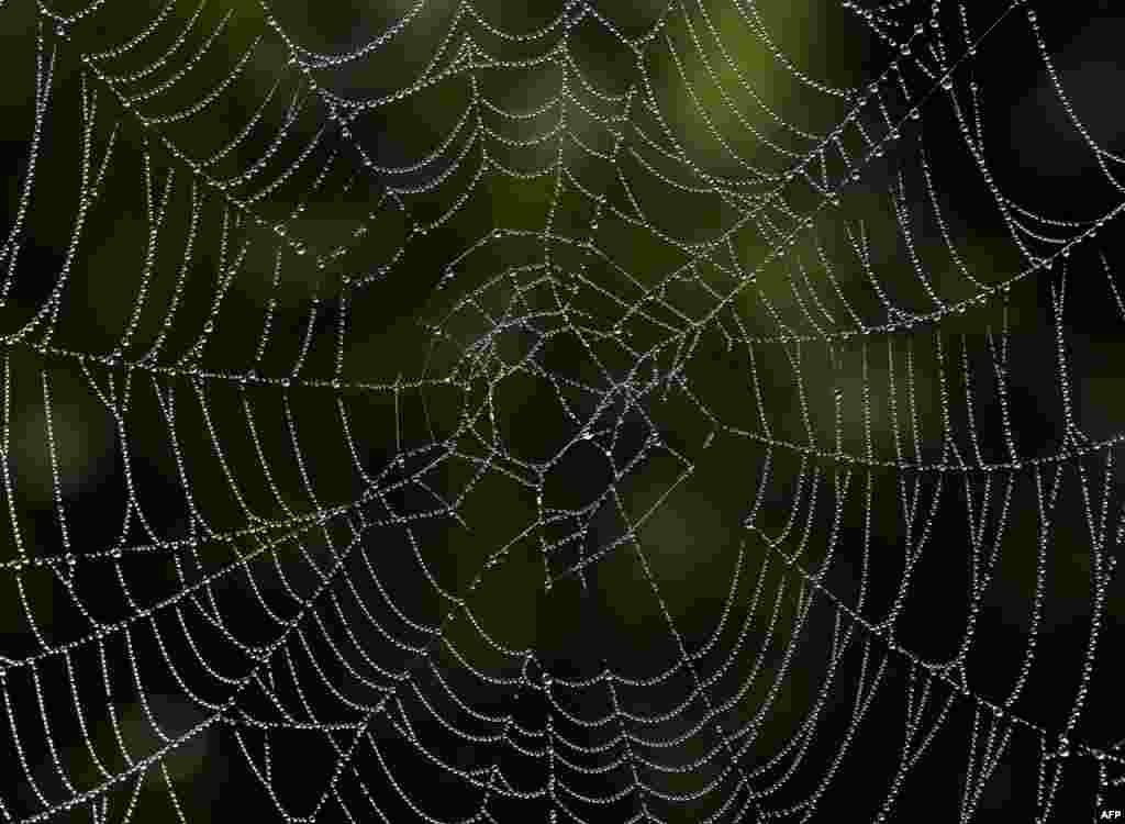 Dew drops hang in a spider&#39;s web near the small Bavarian village of Gilching, southern Germany.