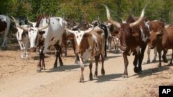 Gado bovino na provincia da Huila (arquivo)