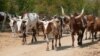 Criadores de gado de Huila pedem juros bonificados