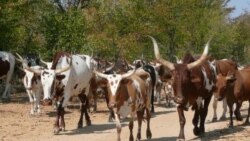 Huíla: Autoridades tradicionais exortam comunidades a usarem gado para fazerem face à fome -1:35