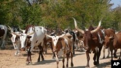 Gado bovino na provincia da Huila (arquivo)