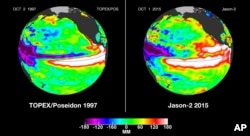 These false-color images provided by NASA satellites compare warm Pacific Ocean water temperatures from the strong El Nino that brought North America large amounts of rainfall in 1997, left, and the current El Nino as of Oct. 1, 2015, right.