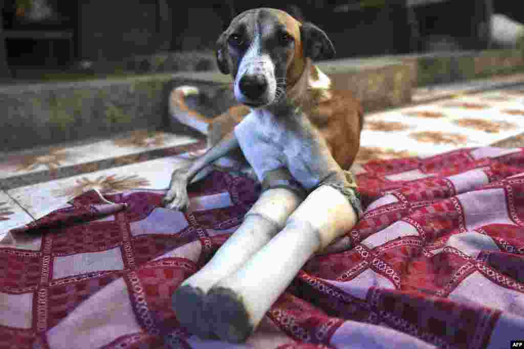 Rocky, a female dog who lost her front legs in a train accident, rests at the People For Animals Trust in Faridabad, India. Rocky found a new home in Britain after enduring a year of therapy and learning to walk again with prosthetic limbs.