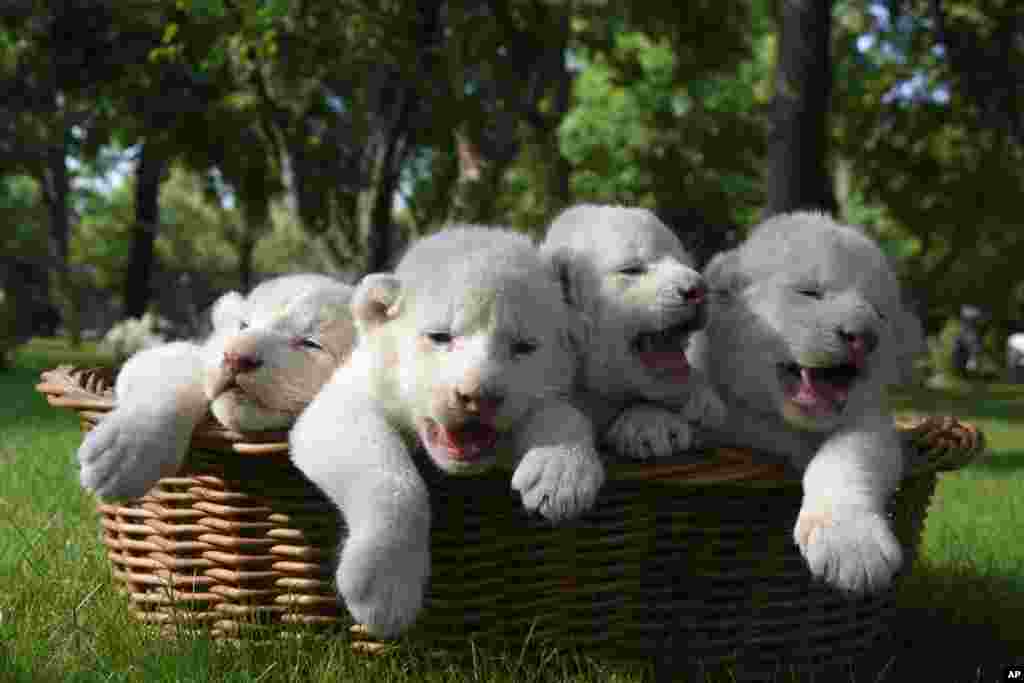 Four white lion cubs, born two weeks ago, are seen in a basket at the Taigan Safari Park, in Belogorsk, about 50 km (31 miles) east of Simferopol, Crimea, July 29, 2015.