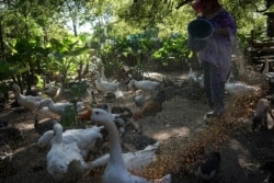 Gabriela Bezeric feeds rescued animals at her animal sanctuary "Animal Paradise," she has managed with her husband Armando Scoppa for over a quarter of a century, in General Rodriguez, Argentina January 25, 2020. Picture taken January 25, 2020. REUTERS/Mariana Greif