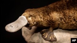 Platipus hewan unik Australia yang mempunyai paruh seperti bebek, namun tergolong mamalia karena menyusui anaknya. 