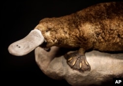 A platypus preserved by taxidermy is displayed in the new exhibit "Extreme Mammals" at the American Museum of Natural History in New York, Tuesday, May 12, 2009. (AP Photo/Seth Wenig)