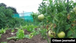 Many farmers are involved in subsistence farming in Zimbabwe.