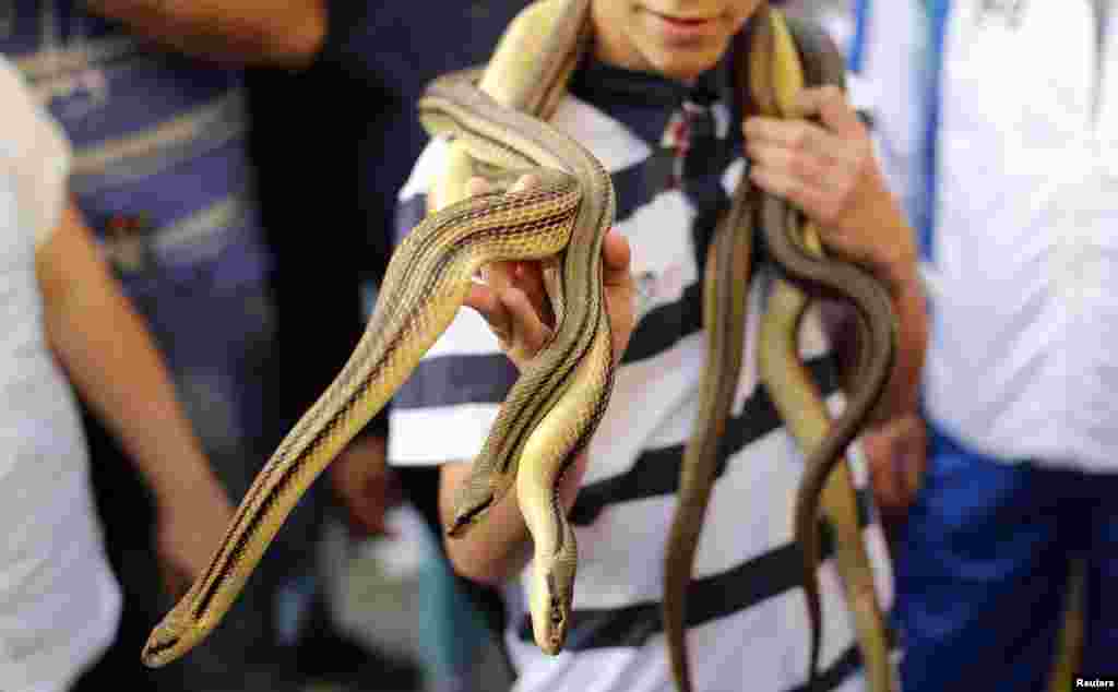 سینٹ ڈومینکو سانپ کے ڈسے لوگوں کا دیوتا ہیں۔ &nbsp;&nbsp;&nbsp;&nbsp; 