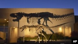FILE - Image shows a bronze cast of the Tyrannosaurus rex skeleton known as the Wankel T.rex, in front of the Museum of the Rockies at Montana State University in Bozeman.