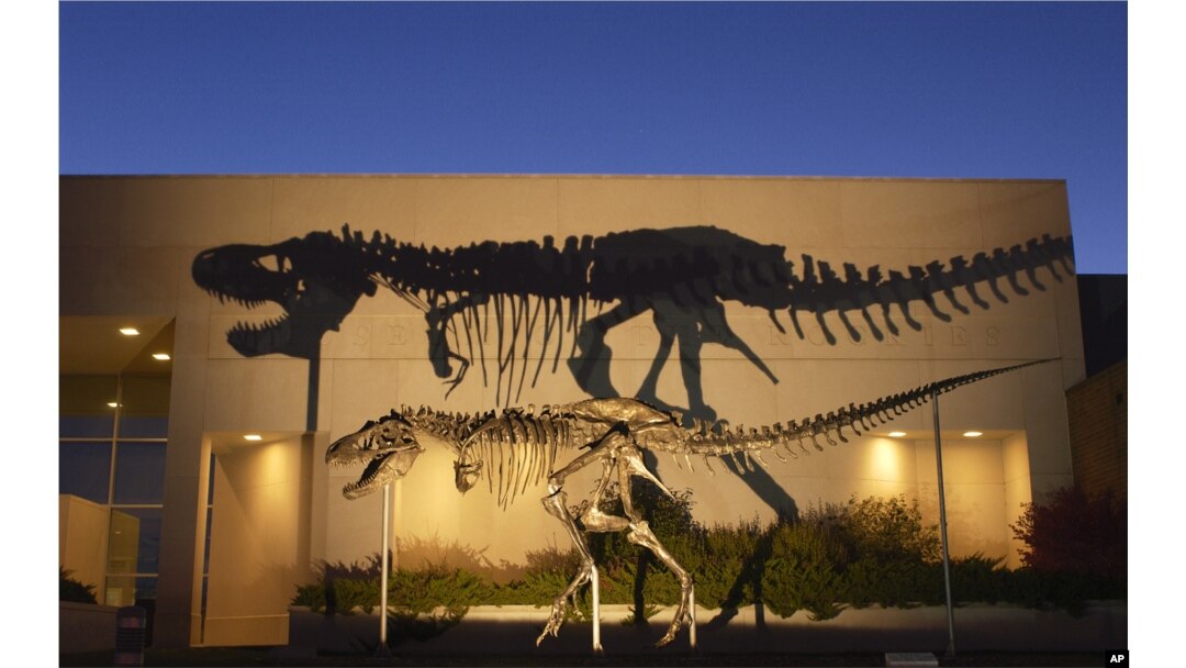 Bộ xương loài khủng long loài ăn thịt khổng lồ máu lạnh Tyrannosaurus Rex