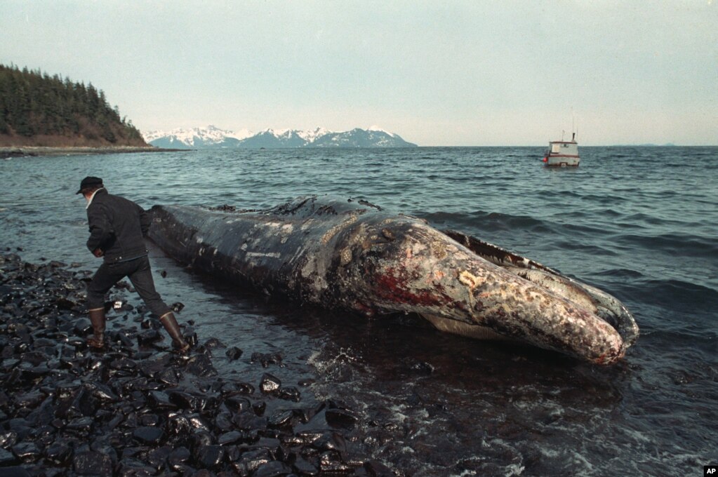 FILE - A local fisherman inspects a dead California gray whale on the northern shore of Latoucha Island, Alaska, April 9, 1989. Wildlife experts later determined that the whale died before the Exxon Valdez oil spill occurred on March 24. 